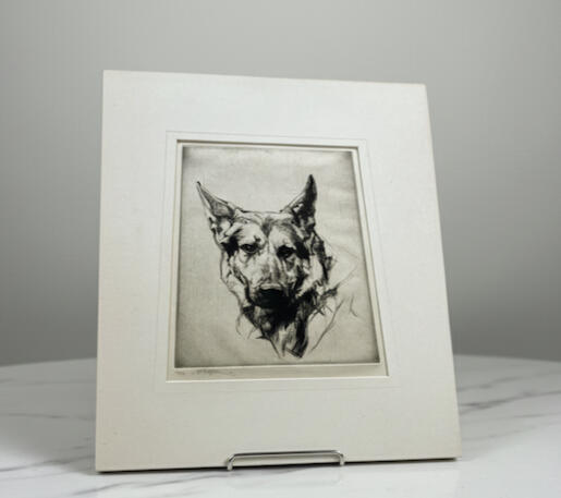 German Shepherd - head study no.1