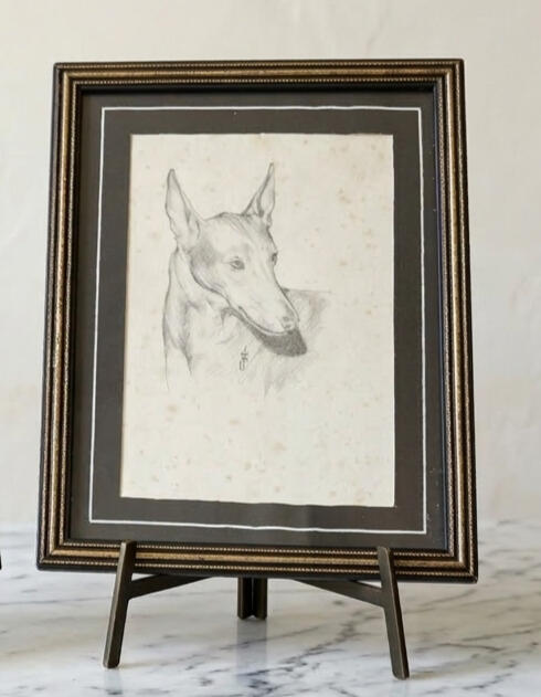 Pharaoh Hound - head study no.2