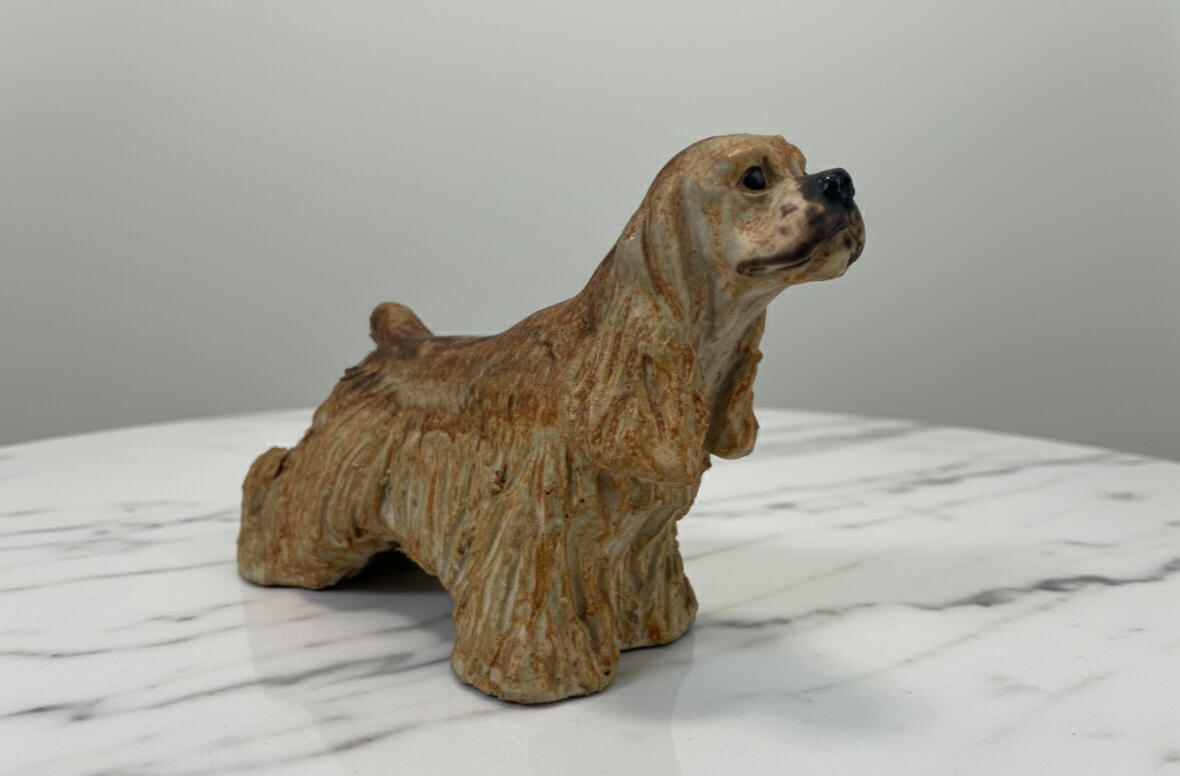 Spaniel - American Cocker
