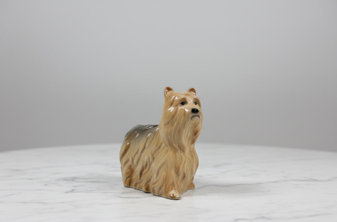 Chihuahua - Long coated