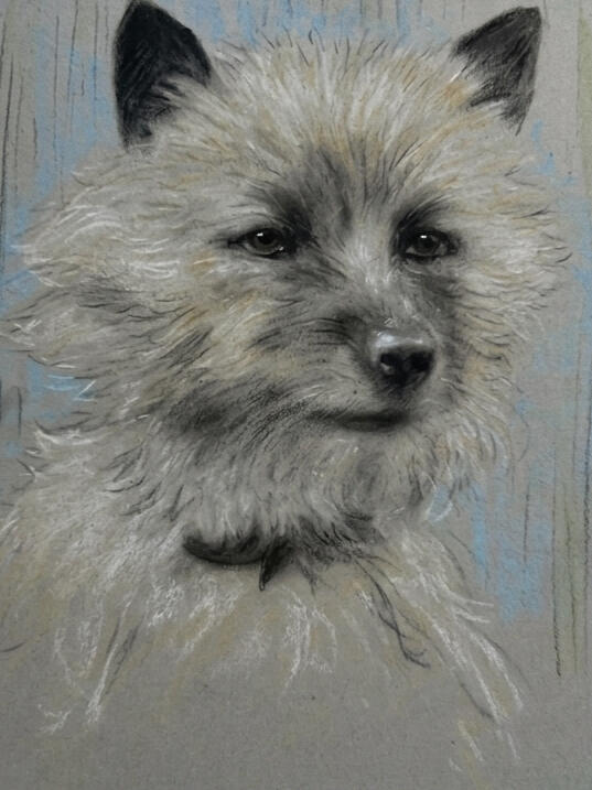 Cairn Terrier