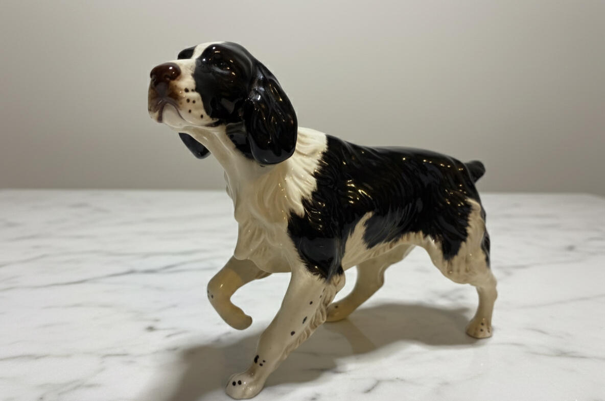 Spaniel - Springer